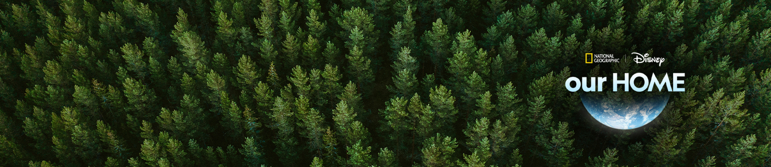 Aerial view of a pine tree forest