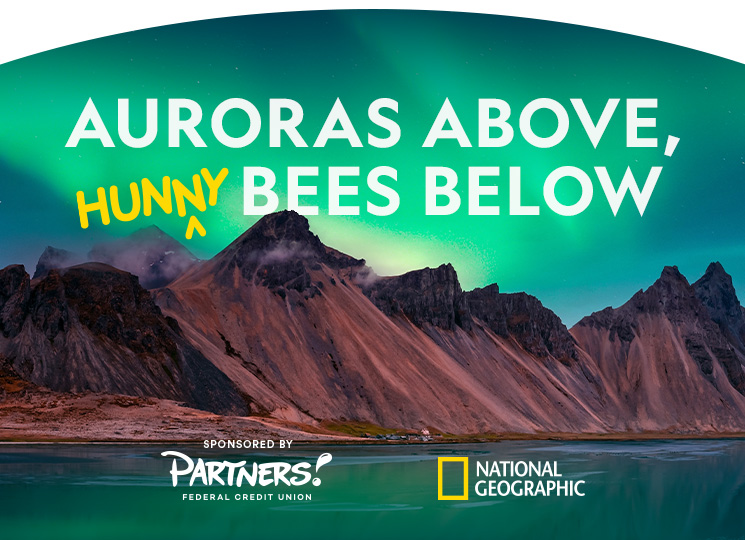 Auroras above, hunny bees below 